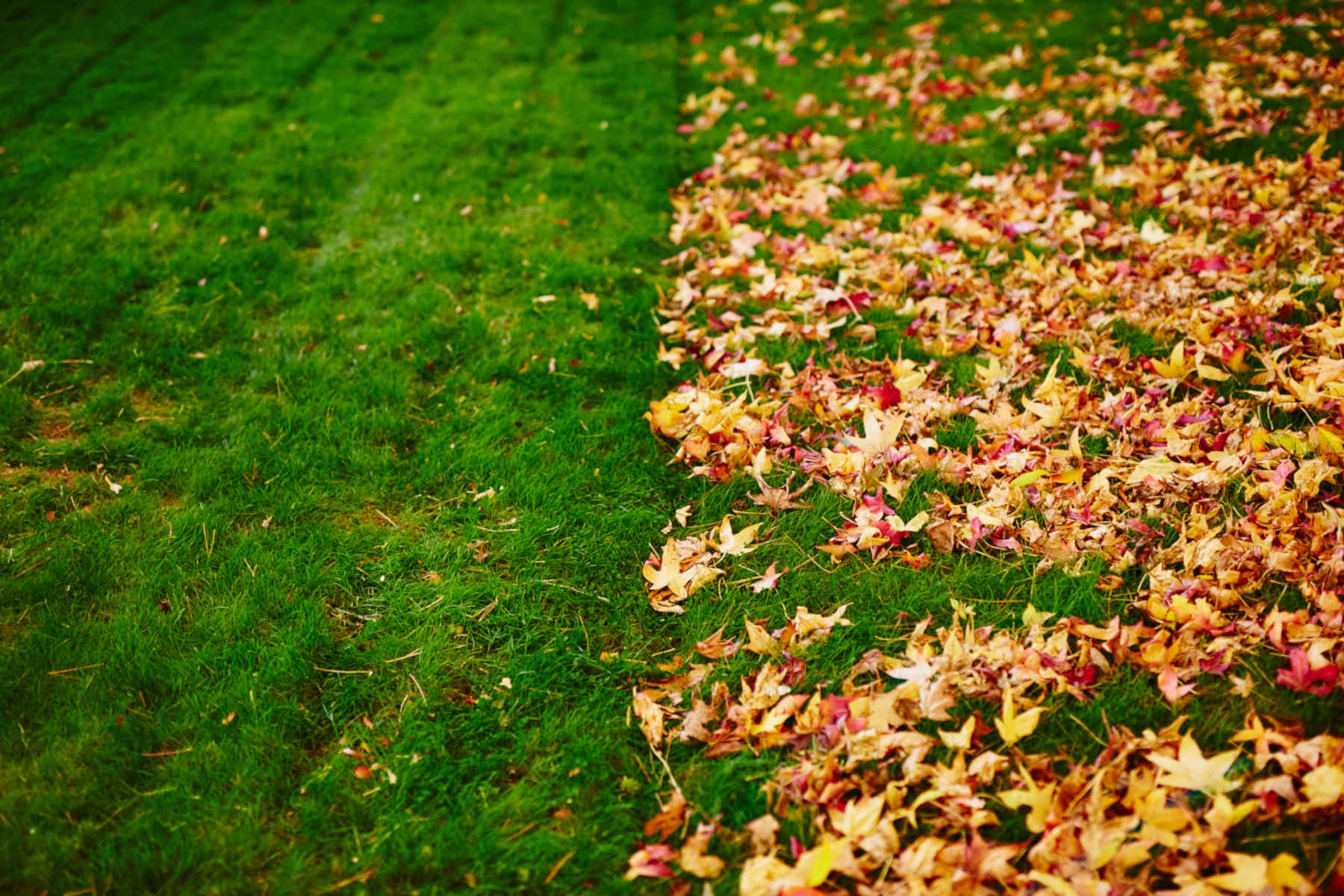 Leaf Removal project 6